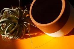 BELUGA Ponder Pot - Premium Hand Crafted Terra Cotta Planter 11 BELUGA Ponder Pot - Premium Hand Crafted Terra Cotta Planter -Cloud-Hidden Plants s753278155256112669 p1021 i2 w2800