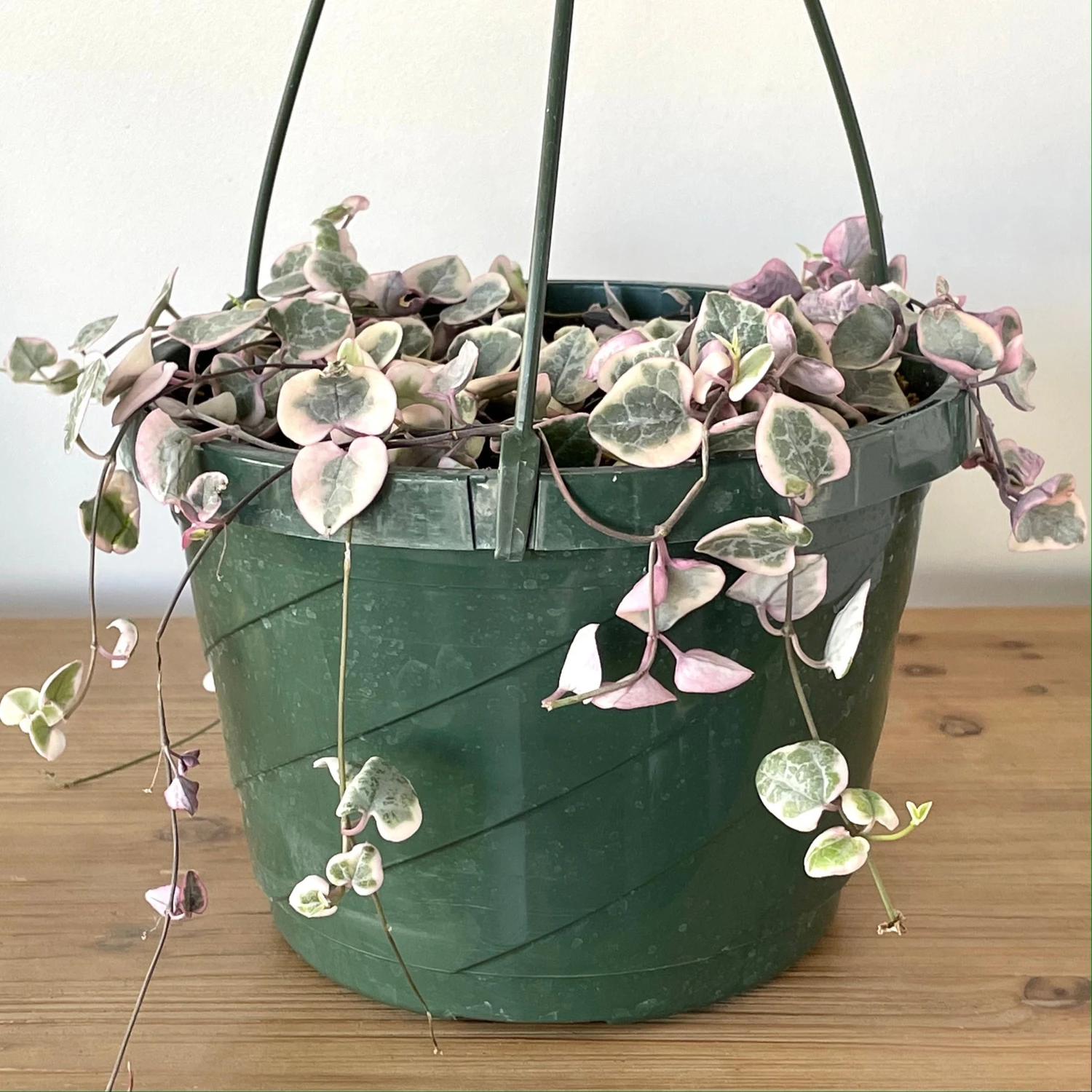 Variegated String Of Hearts 1 Variegated String Of Hearts