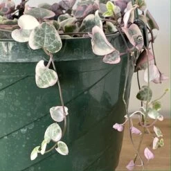 Variegated String Of Hearts 6 Variegated String Of Hearts -Cloud-Hidden Plants s753278155256112669 p1022 i3 w1879
