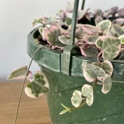 Variegated String Of Hearts 7 Variegated String Of Hearts -Cloud-Hidden Plants s753278155256112669 p1022 i4 w3024