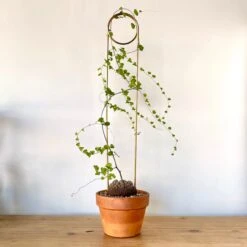 Dioscorea Elephantipes (Plant XL1)