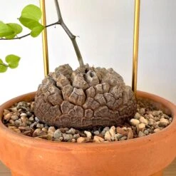 Dioscorea Elephantipes (Plant XL1) -Cloud-Hidden Plants s753278155256112669 p1023 i5 w3024