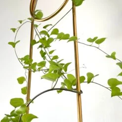 Dioscorea Elephantipes (Plant XL1) -Cloud-Hidden Plants s753278155256112669 p1023 i6 w3024