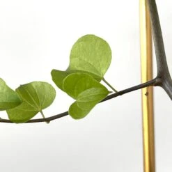 Dioscorea Elephantipes (Plant XL1) -Cloud-Hidden Plants s753278155256112669 p1023 i7 w2568