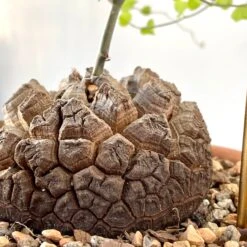 Dioscorea Elephantipes (Plant XL1) -Cloud-Hidden Plants s753278155256112669 p1023 i8 w3024