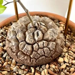 Dioscorea Elephantipes (Plant XL1) -Cloud-Hidden Plants s753278155256112669 p1023 i9 w3024