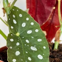 Begonia Maculata 5 Begonia Maculata -Cloud-Hidden Plants s753278155256112669 p1025 i2 w3024