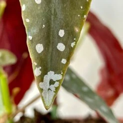 Begonia Maculata 6 Begonia Maculata -Cloud-Hidden Plants s753278155256112669 p1025 i3 w3024