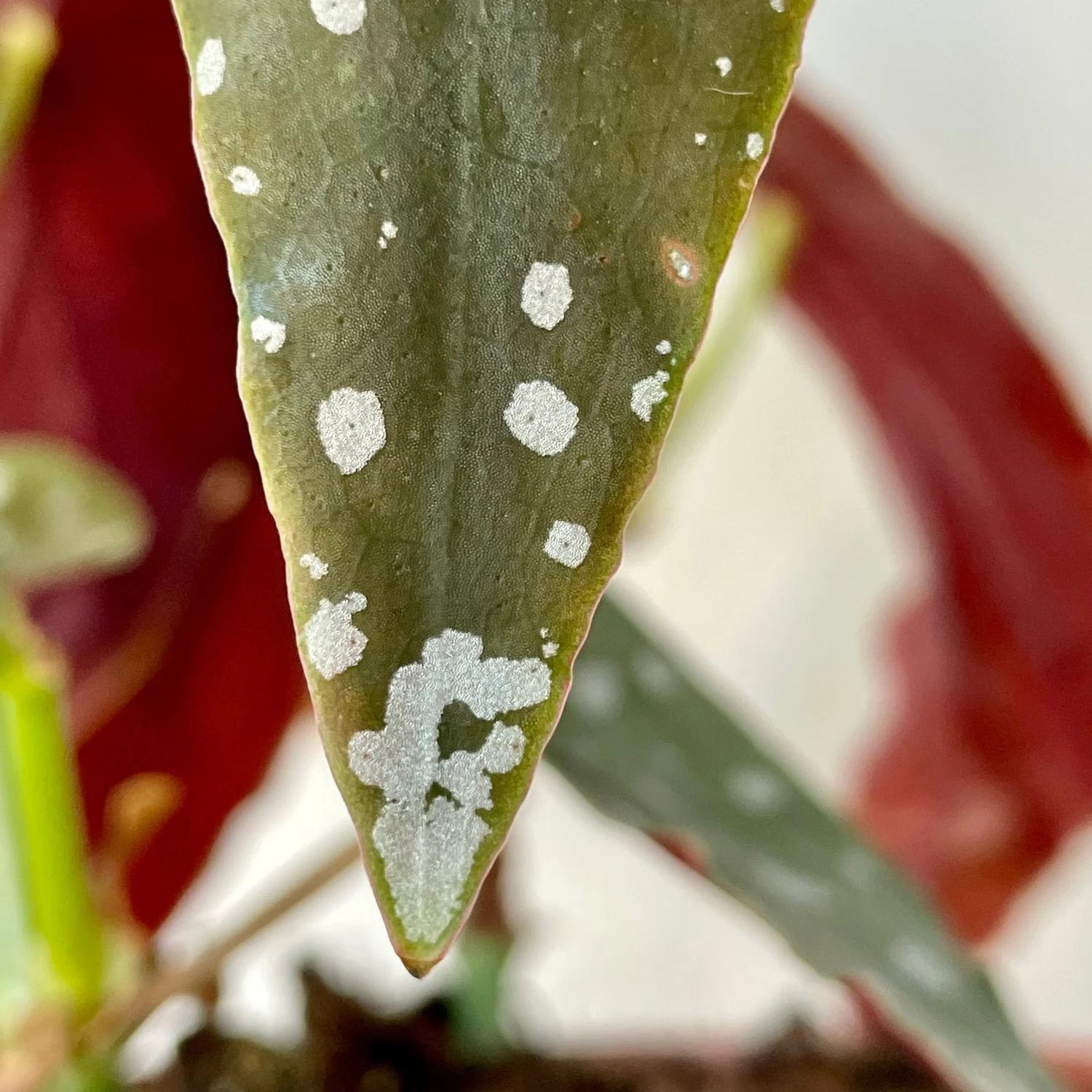Begonia Maculata 3 Begonia Maculata - Image 3
