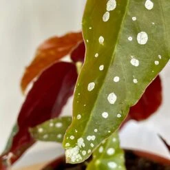 Begonia Maculata 7 Begonia Maculata -Cloud-Hidden Plants s753278155256112669 p1025 i4 w3024