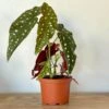 Begonia Maculata