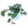 Scindapsus Pictus ‘Exotica’ - Pothos Satin