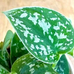 Scindapsus Pictus ‘Exotica’ - Pothos Satin -Cloud-Hidden Plants s753278155256112669 p1030 i4 w2623