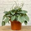 Peperomia Frost