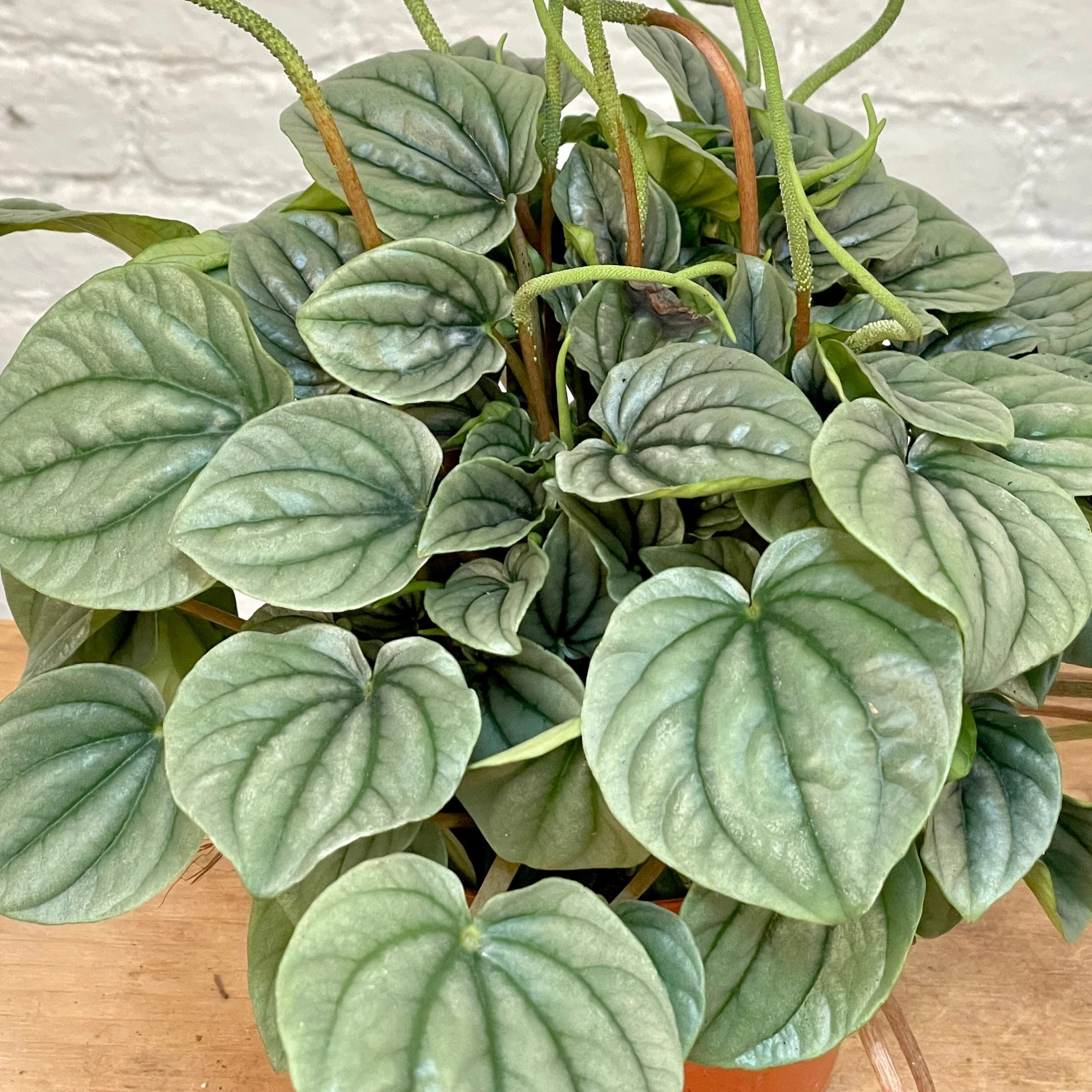 Peperomia Frost 3 Peperomia Frost - Image 3
