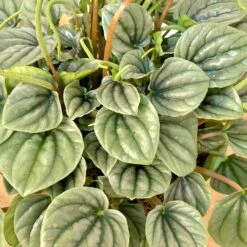 Peperomia Frost 4 Peperomia Frost -Cloud-Hidden Plants s753278155256112669 p1031 i4 w3024
