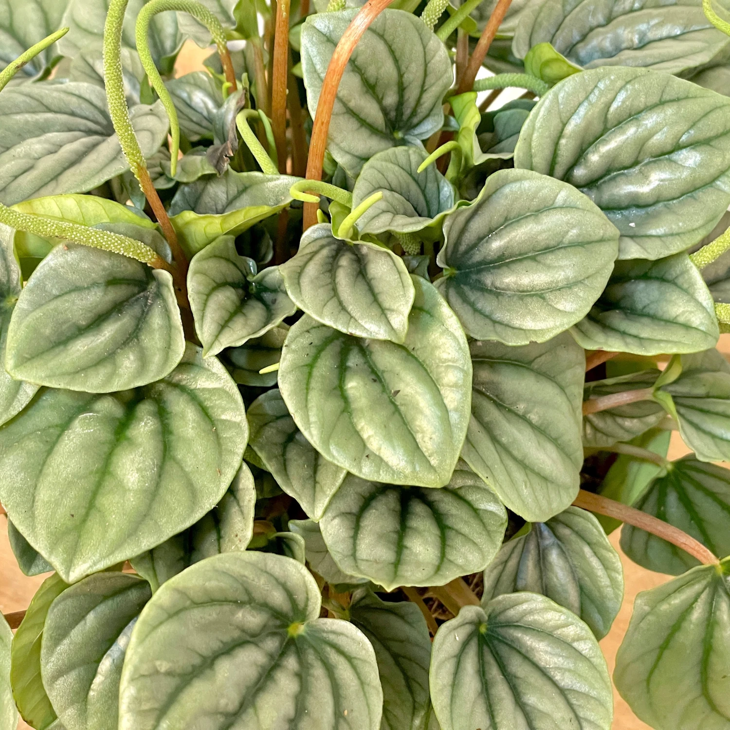 Peperomia Frost 2 Peperomia Frost - Image 2