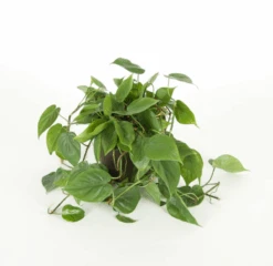 Philodendron Cordatum