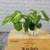 Maranta Lemon Lime-Green Prayer Plant