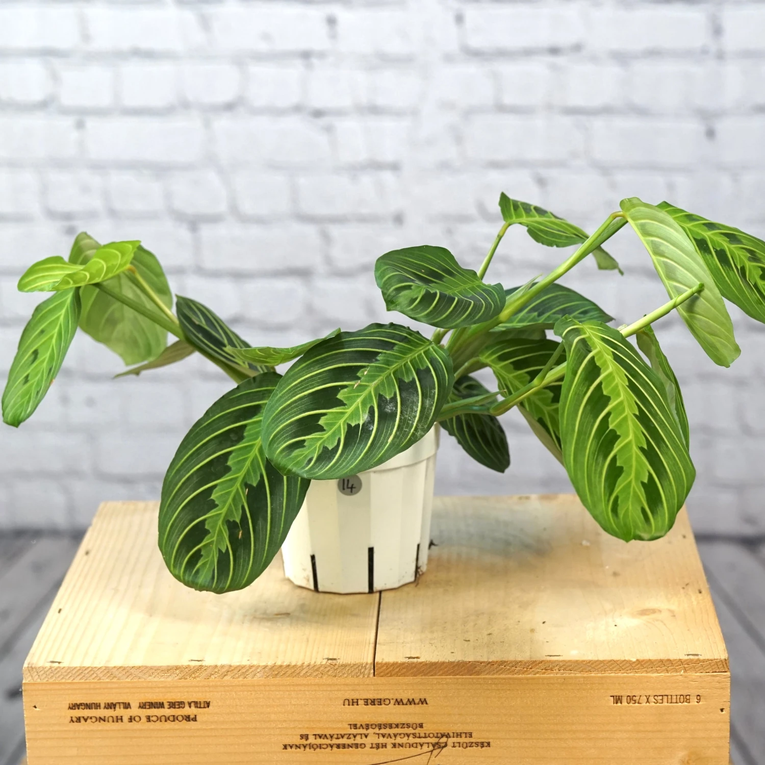 Maranta Lemon Lime-Green Prayer Plant 2 Maranta Lemon Lime-Green Prayer Plant - Image 2