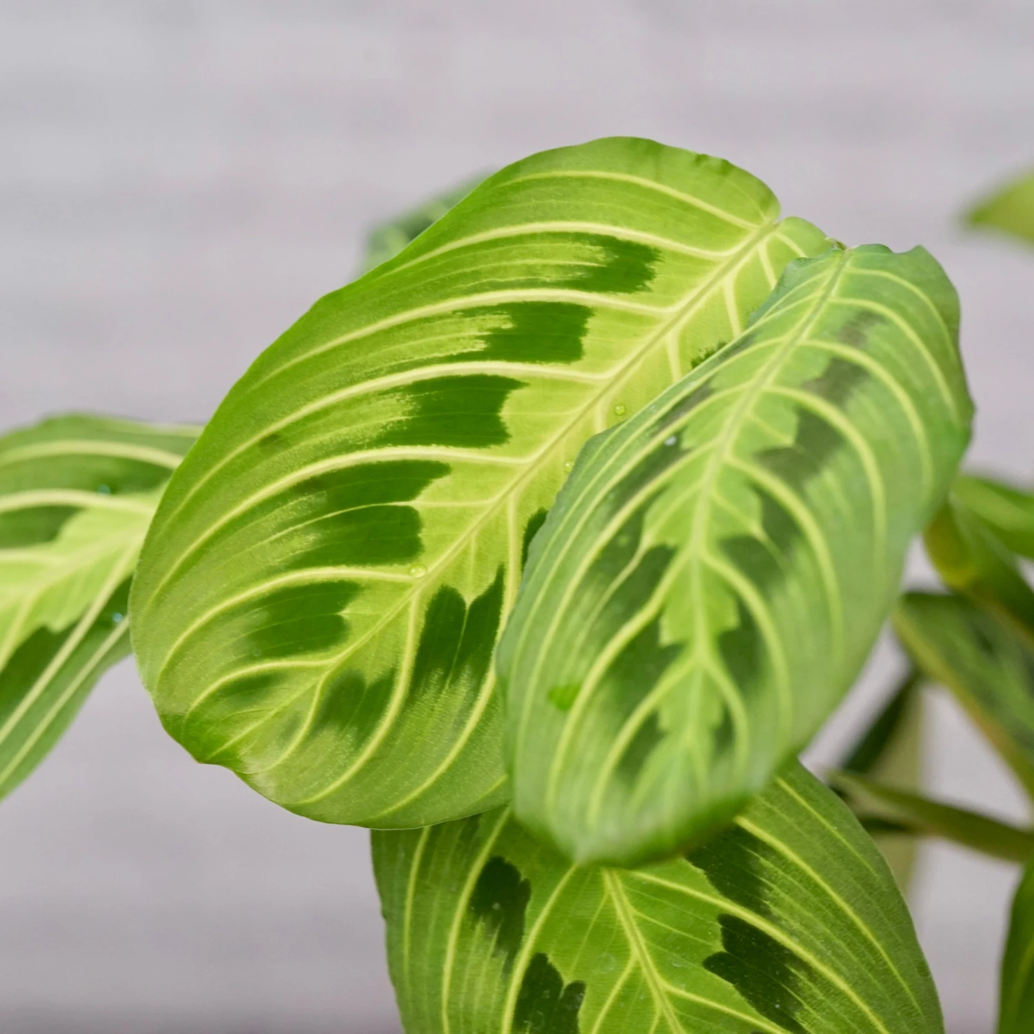 Maranta Lemon Lime-Green Prayer Plant 3 Maranta Lemon Lime-Green Prayer Plant - Image 3