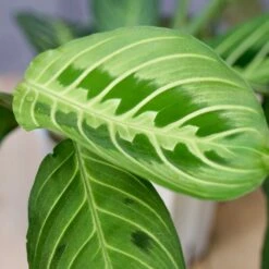 Maranta Lemon Lime-Green Prayer Plant 8 Maranta Lemon Lime-Green Prayer Plant -Cloud-Hidden Plants s753278155256112669 p1038 i6 w3995
