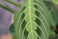 Maranta Lemon Lime-Green Prayer Plant 9 Maranta Lemon Lime-Green Prayer Plant -Cloud-Hidden Plants s753278155256112669 p1038 i7 w6000