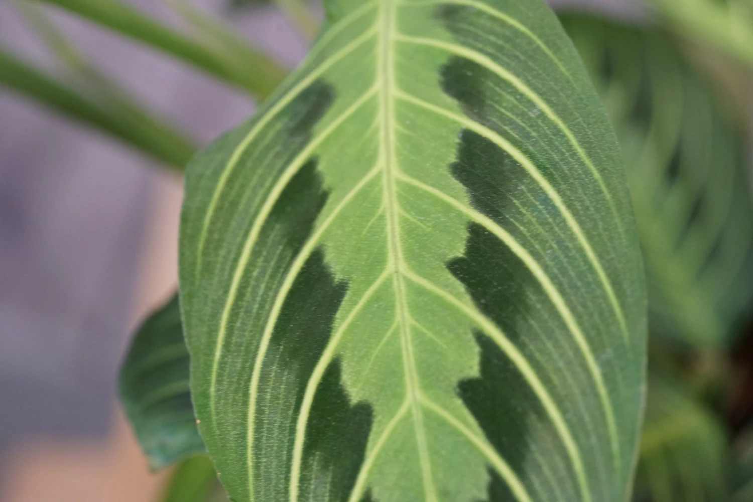 Maranta Lemon Lime-Green Prayer Plant 5 Maranta Lemon Lime-Green Prayer Plant - Image 5