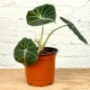Alocasia Black Velvet