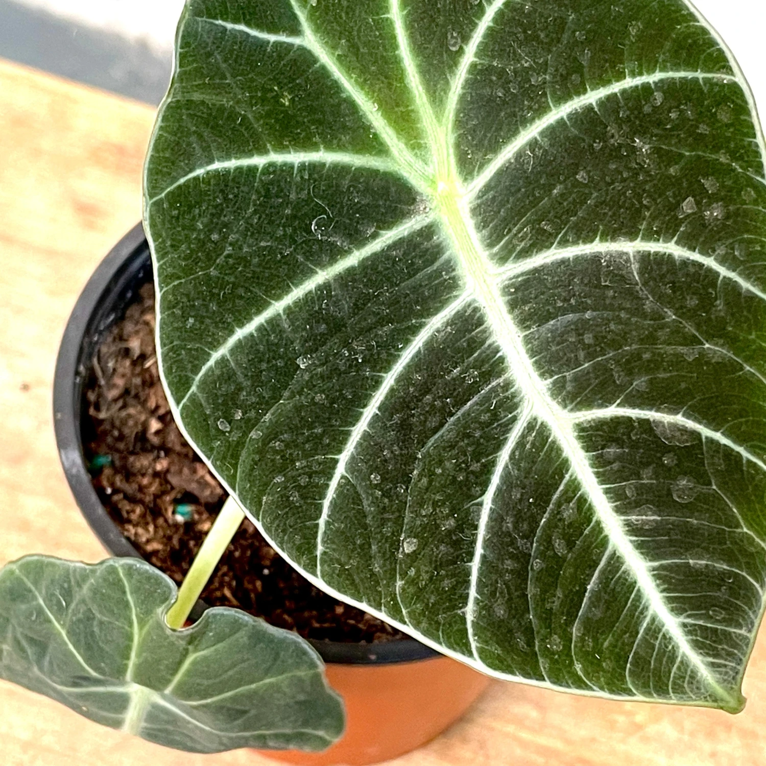 Alocasia Black Velvet 2 Alocasia Black Velvet - Image 2