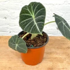 Alocasia Black Velvet 5 Alocasia Black Velvet -Cloud-Hidden Plants s753278155256112669 p1073 i3 w3024