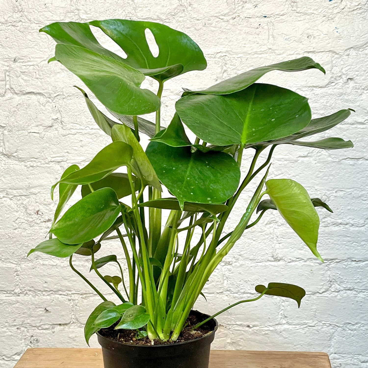 Monstera Deliciosa 2 Monstera Deliciosa - Image 2