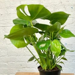 Monstera Deliciosa 5 Monstera Deliciosa -Cloud-Hidden Plants s753278155256112669 p1081 i3 w3024