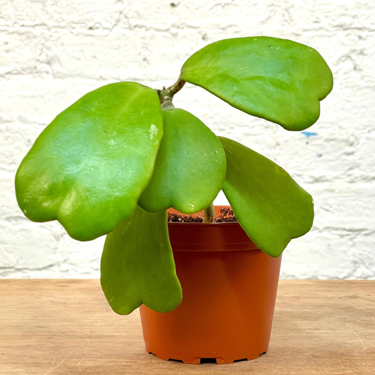 Hoya Kerrii Vine 1 Hoya Kerrii Vine