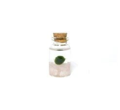 Moss Amigos - Rose Quartz Niño Marimo