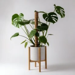 KANSO Adjustable Bamboo Plant Stand 7 KANSO Adjustable Bamboo Plant Stand -Cloud-Hidden Plants s753278155256112669 p1090 i4 w1100