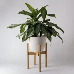 KANSO Adjustable Bamboo Plant Stand 9 KANSO Adjustable Bamboo Plant Stand -Cloud-Hidden Plants s753278155256112669 p1090 i6 w1100