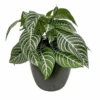 Aphelandra Zebra Plant