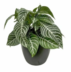 Aphelandra Zebra Plant