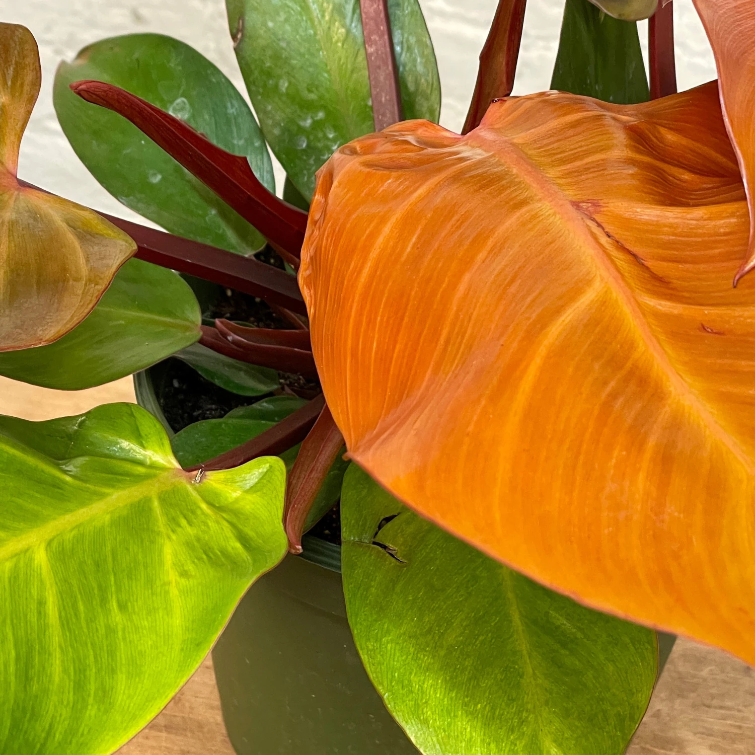 Philodendron McColley 1 Philodendron McColley