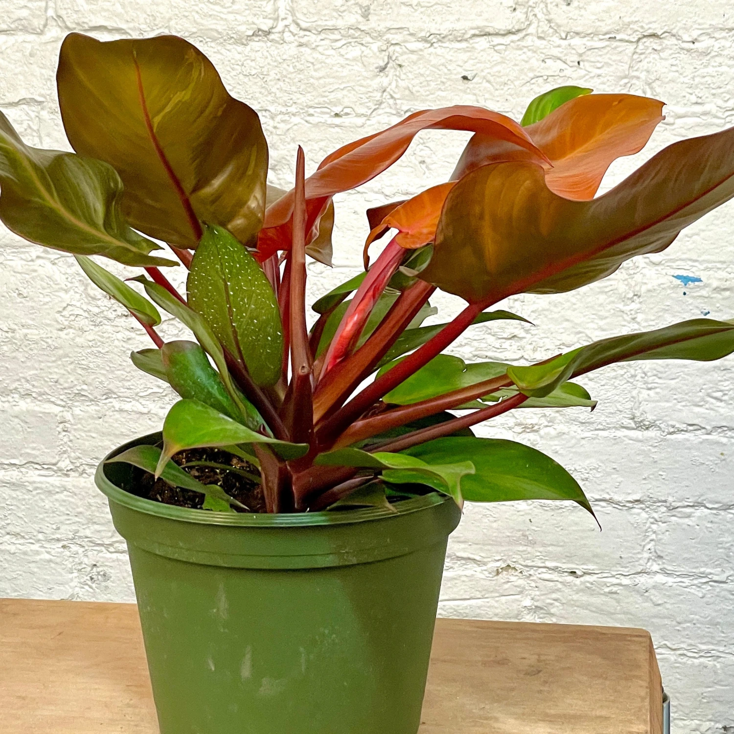 Philodendron McColley 2 Philodendron McColley - Image 2