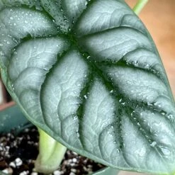 Alocasia Silver Dragon -Cloud-Hidden Plants s753278155256112669 p1131 i3 w2525