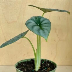 Alocasia Silver Dragon -Cloud-Hidden Plants s753278155256112669 p1131 i4 w2526