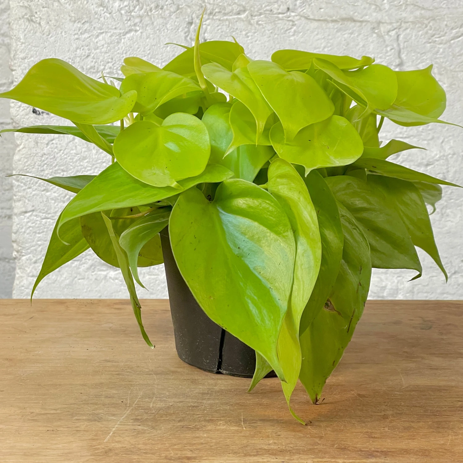 Philodendron Cordatum Neon 1 Philodendron Cordatum Neon