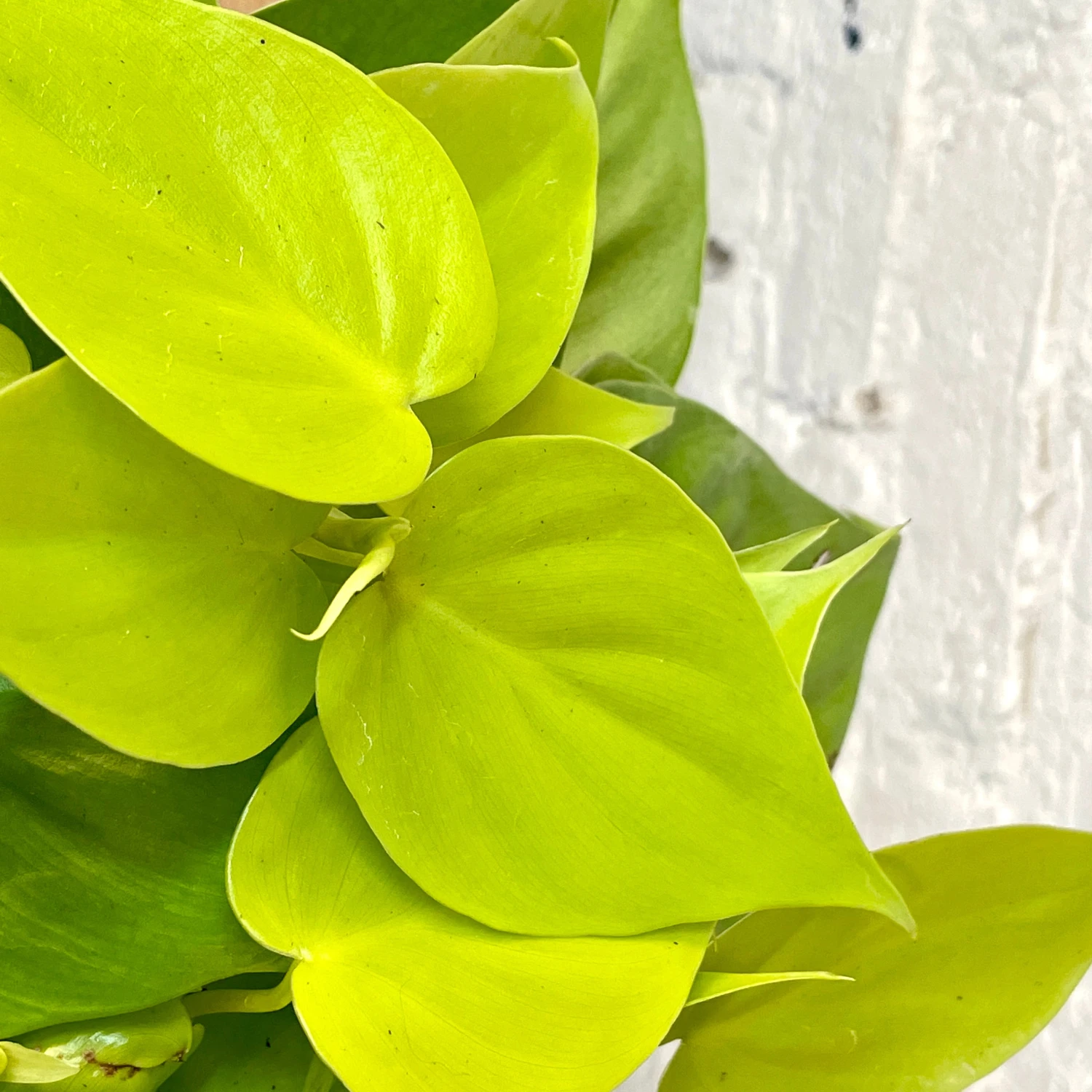 Philodendron Cordatum Neon 2 Philodendron Cordatum Neon - Image 2