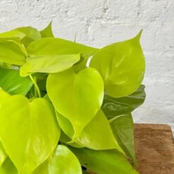 Philodendron Cordatum Neon 6 Philodendron Cordatum Neon -Cloud-Hidden Plants s753278155256112669 p1132 i3 w3024