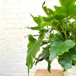 Philodendron Hope / Lickety Split 7 Philodendron Hope / Lickety Split -Cloud-Hidden Plants s753278155256112669 p1133 i2 w2796