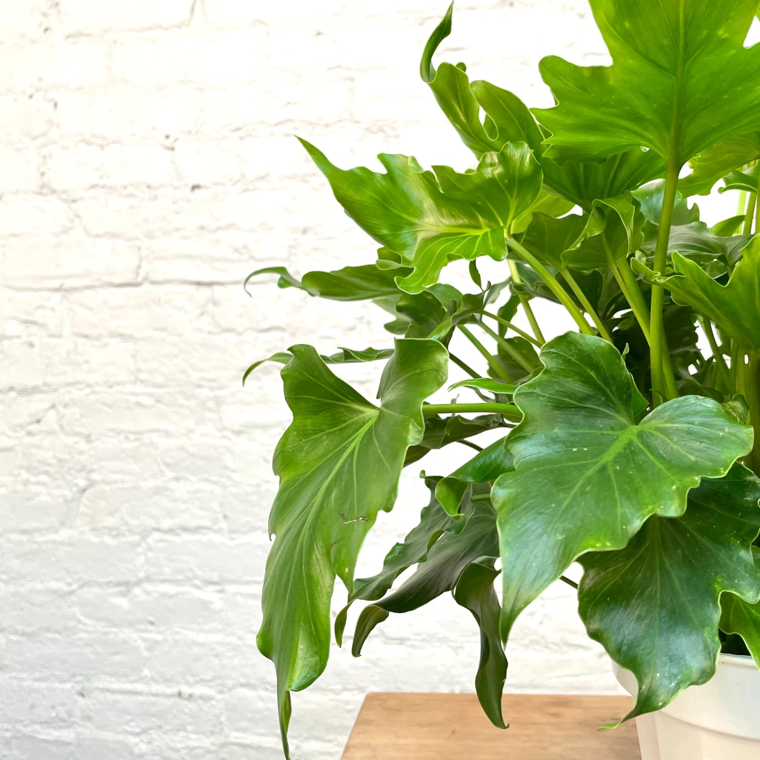 Philodendron Hope / Lickety Split 4 Philodendron Hope / Lickety Split - Image 4