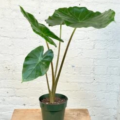 Alocasia Kuching Mask