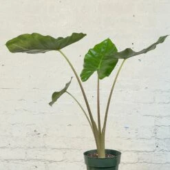 Alocasia Kuching Mask 5 Alocasia Kuching Mask -Cloud-Hidden Plants s753278155256112669 p1135 i2 w2527